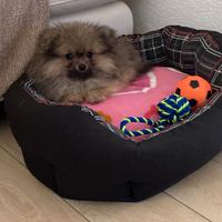 Cucciolina spitz volpino di pomerania nano