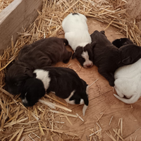Cuccioli da caccia o tartufo Restone