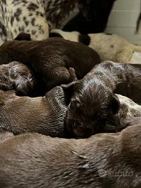 Bracchi tedeschi pelo raso Kurtzhaar