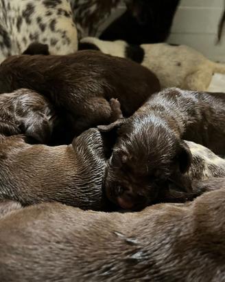 Bracchi tedeschi pelo raso Kurtzhaar