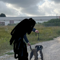 Boxer di altissima genealogia