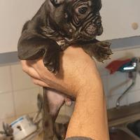 Bulldog francese