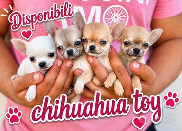 Chihuahua Mini Toy