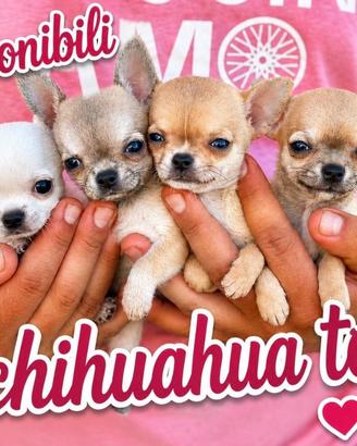 Chihuahua Mini Toy