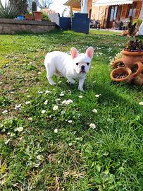 Bulldog francese
