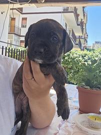 Cuccioli disponibili di cane corso