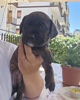 Cuccioli disponibili di cane corso