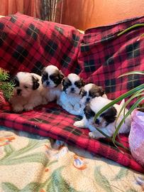 cuccioli maschi e femmina shihtzu 