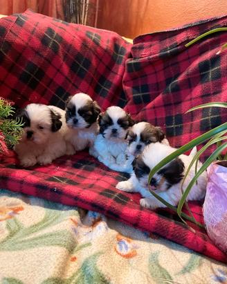 cuccioli maschi e femmina shihtzu 