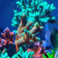 Talea samarensis bubblegum