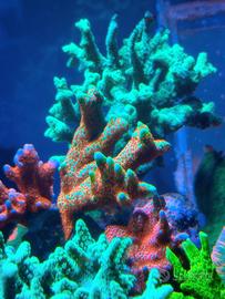 Talea samarensis bubblegum