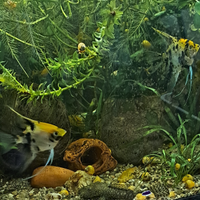 Scalari Gold marlbre e koi