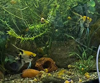 Scalari Gold marlbre e koi