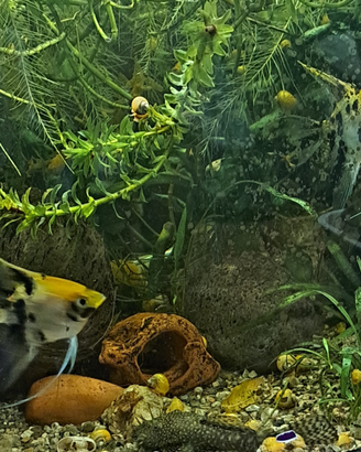 Scalari Gold marlbre e koi