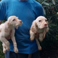 Cuccioli setter inglese