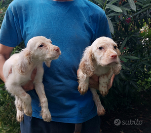 Cuccioli setter inglese