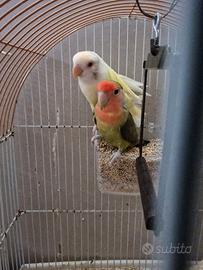 Inseparabili