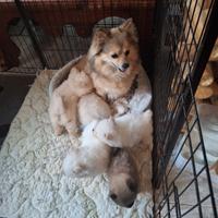 Cuccioli di volpino spitzen