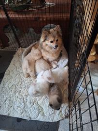 Cuccioli di volpino spitzen