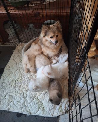 Cuccioli di volpino spitzen