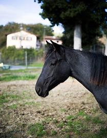 Puledro blue roan incrocio Quarter