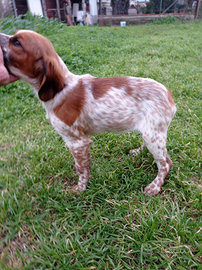 Epagneul Breton bianco arancio femmina