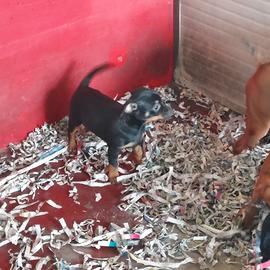 Pincher chihuahua