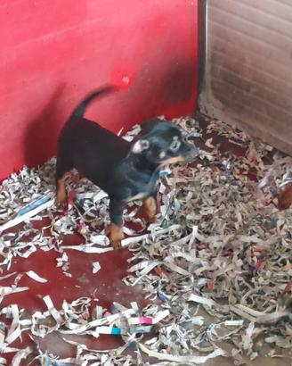 Pincher chihuahua