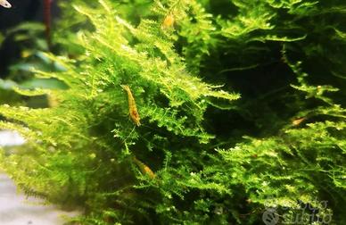 Neocaridine sakura