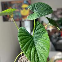 Alocasia Lukiwan (XXL)