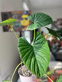 Alocasia Lukiwan (XXL)