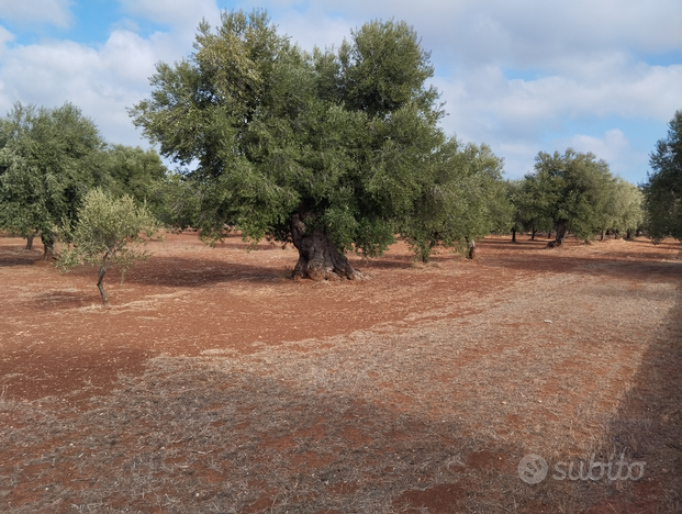 Terreno agricolo