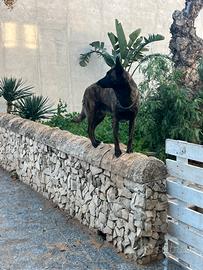 Pastore olandese