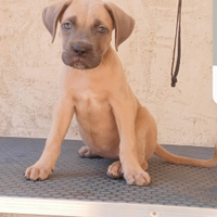 Cane corso formentino