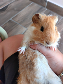 Porcellini d'india con gabbia