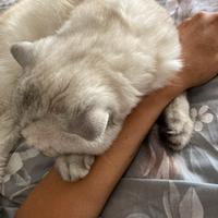 Gatto maschio scottish straight per accoppiamento