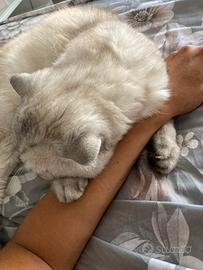 Gatto maschio scottish straight per accoppiamento