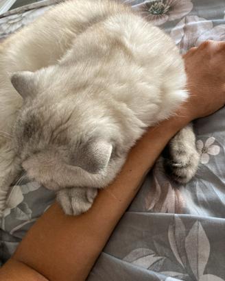 Gatto maschio scottish straight per accoppiamento