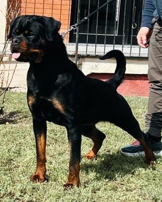 Cuccioli di rottweiler