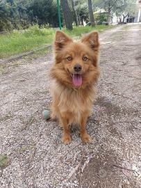 Cagnolino 1 anno super simpatico