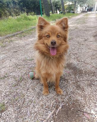 Cagnolino 1 anno super simpatico