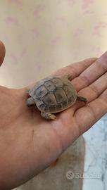 Tartarughe di terra 