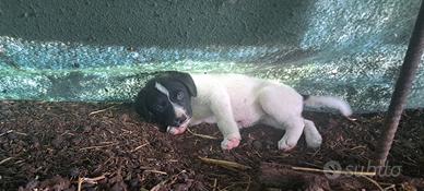 Cuccioli coccolosi (meticcio, mezzo maremmano)