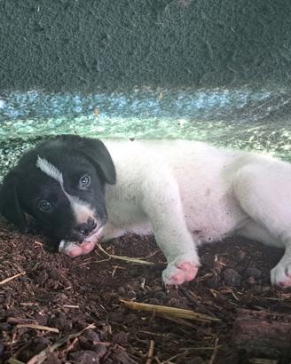 Cuccioli coccolosi (meticcio, mezzo maremmano)