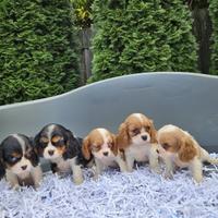 Cavalier king