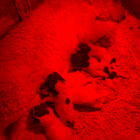 Cuccioli lagotto romagnolo