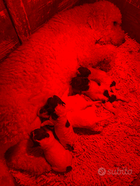 Cuccioli lagotto romagnolo