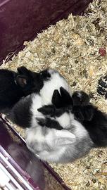 Conigli nani testa di leone