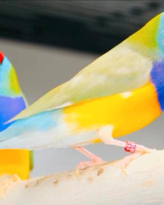 Coppia diamanti giuld