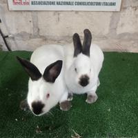 Conigli razza Californiano